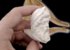 Курительная трубка Altinay Meerschaum Carved Bent Zeus вид 3